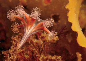 Naturally Inspiring Sea Life of the Aleutians Print, Stalked Jellyfish