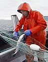 Salmon Quality for Gillnet Fishermen videos