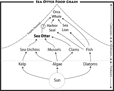 food chain diagram for kids. food chain for ocean. food