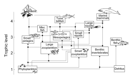 ocean food chain pictures. This food web illustrates the