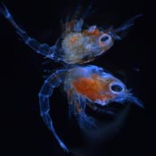 red and blue king crab larvae