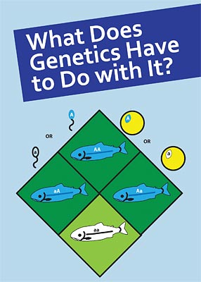 How Genes Vary in Fish Populations