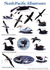 North Pacific Albatrosses, Poster