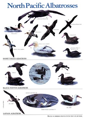 North Pacific Albatrosses, Poster