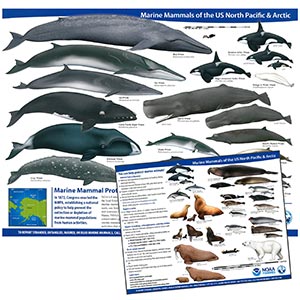 Marine Mammals of the US North Pacific and Arctic