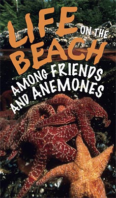 Life on the Beach: Among Friends and Anemones