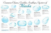 Common Bivalves of Alaska