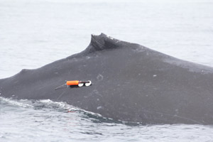 tagged whale