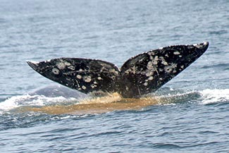 gray whale fecal plume