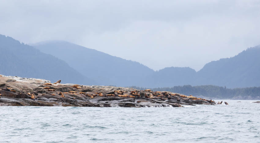 sea lions at Graves Rock