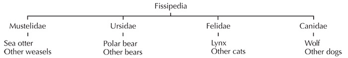 fissipedia taxonomic tree
