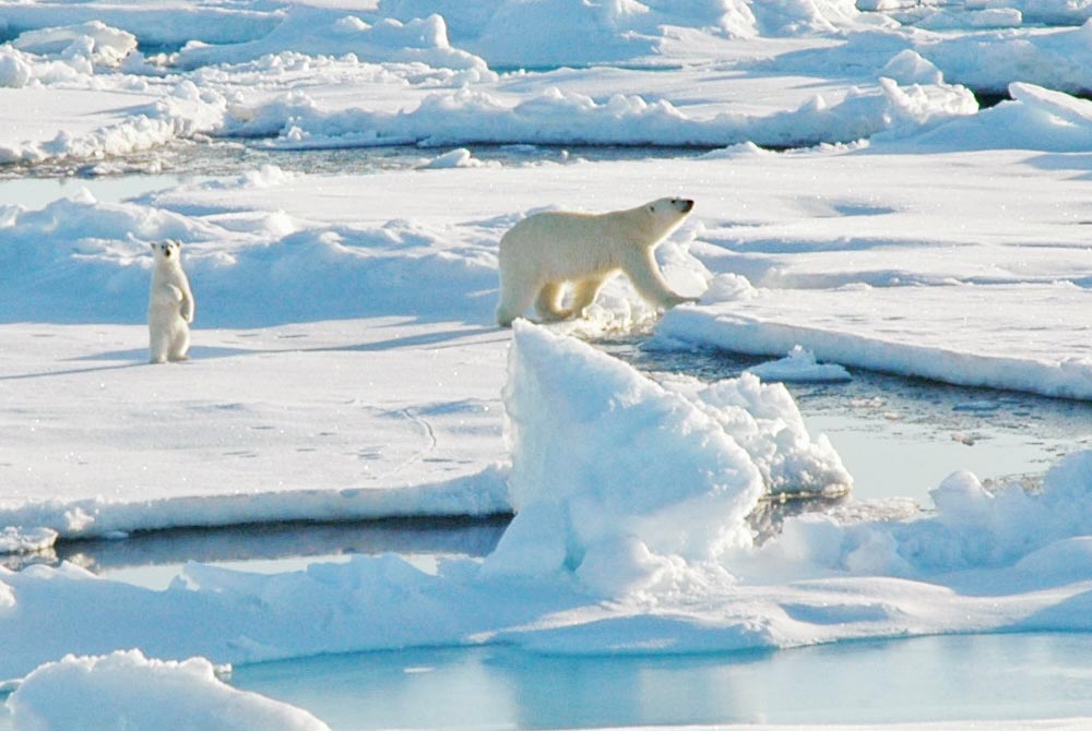 A polar bear and cub walking on sea ice