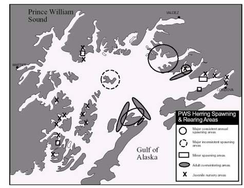Fig. 3, Herring spawning in Prince William Sound