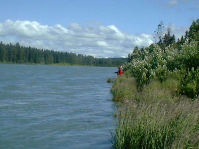 riparian zone of the Kenai River