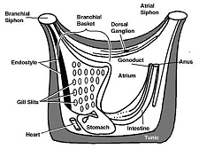 anatomy of a tunicate