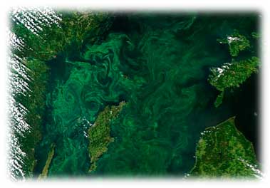 satellite image of eutrophication in the Baltic Sea