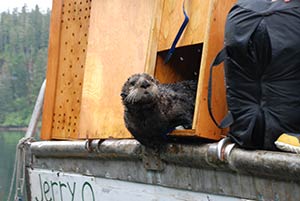 otter released from capture box